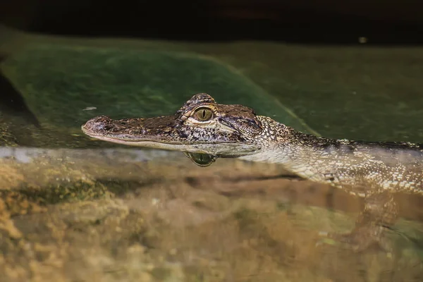 Closeup Alligator Face — 스톡 사진