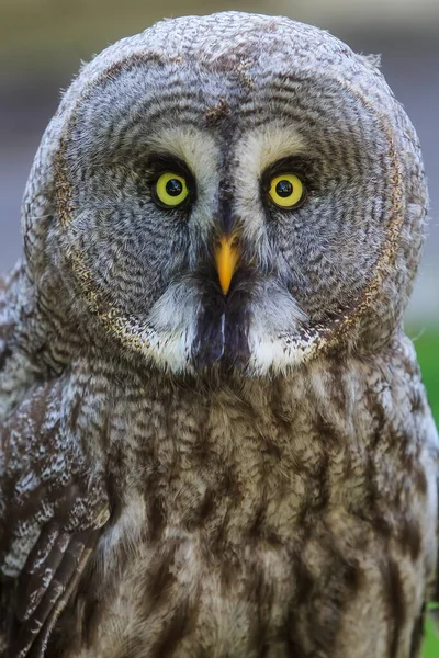 Grande Gufo Grigio Natura Selvaggia — Foto Stock