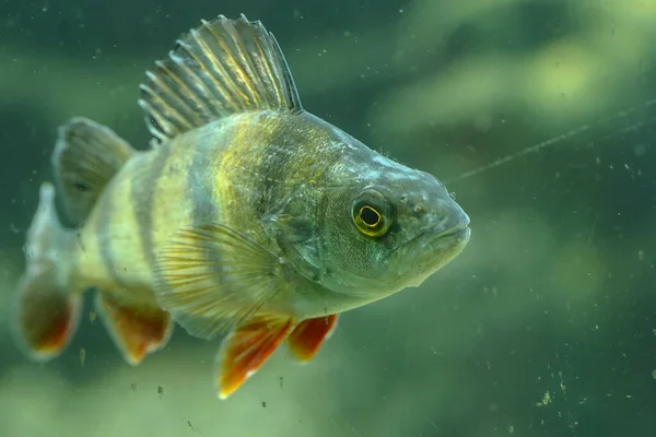 Fish Deep Aquarium — Stockfoto