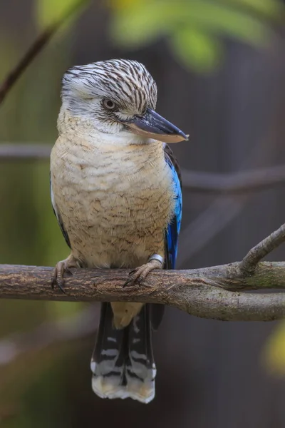 Modrokřídlá Kookaburra Stromě — Stock fotografie