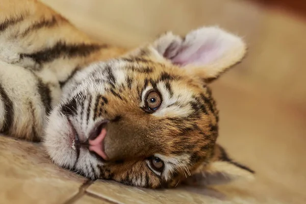 Siberian Tiger Cub Closeup Portrait — Stock Photo, Image