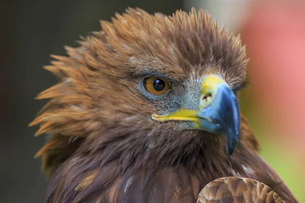 Muzzle Female Golden Eagle — Stock Photo, Image