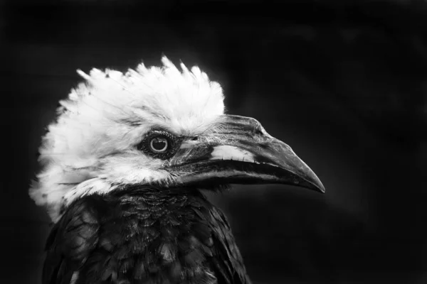 Close Portrait Hornbill — Stockfoto