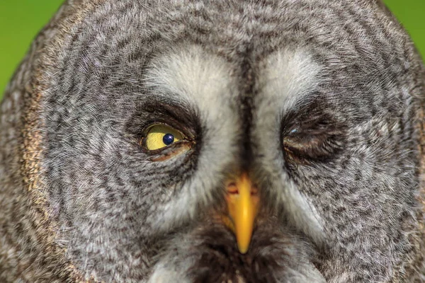 Great Grey Owl Wild Nature — Stock Photo, Image