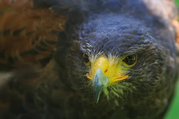 Eagle Wild Bird — стоковое фото