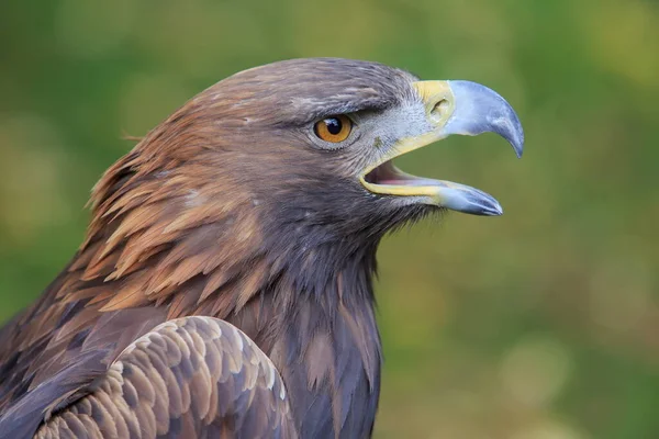 Golden Eagle Closeup Shot Blurred Background — Stock Photo, Image