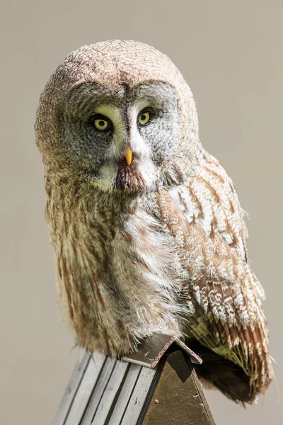 Bird Fauna Owl Close — Fotografia de Stock