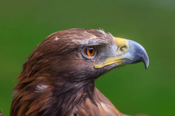 Female Golden Eagle Portrait — Stock Photo, Image