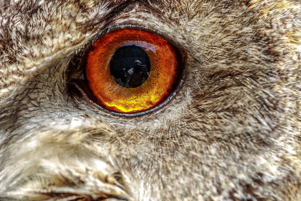 Портрет орлиной совы, дневной снимок дикой природы 