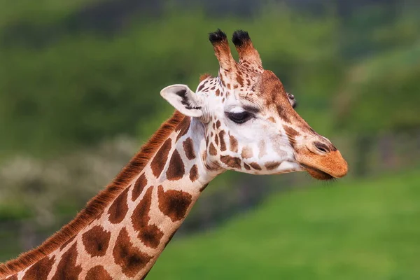 Giraffe Portrait Close — Stock Fotó