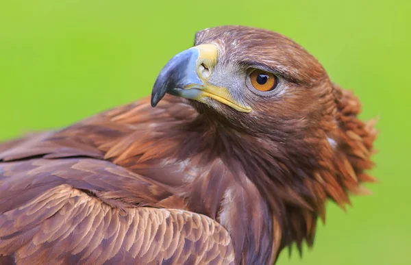 Muzzle Female Golden Eagle — Stock Photo, Image