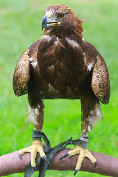 Golden Eagle Closeup Shot Blurred Background — Zdjęcie stockowe