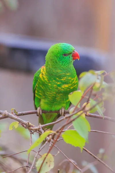 Scaly Breasted Lorikeet Trichoglossus Chlorolepidotus Close — Stock Photo, Image