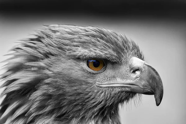 Muzzle Female Golden Eagle — Stock Photo, Image