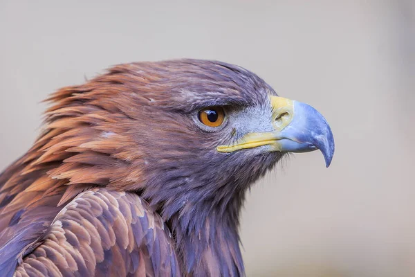 Female Golden Eagle Portrait — Stock Photo, Image