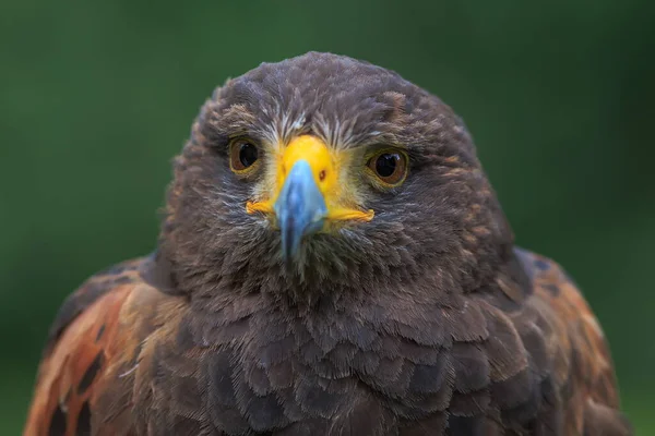 Aquila Femmina Dorata Con Sfondo Verde — Foto Stock