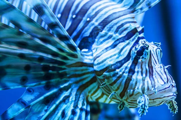 Lionfish Rouge Très Proche — Photo