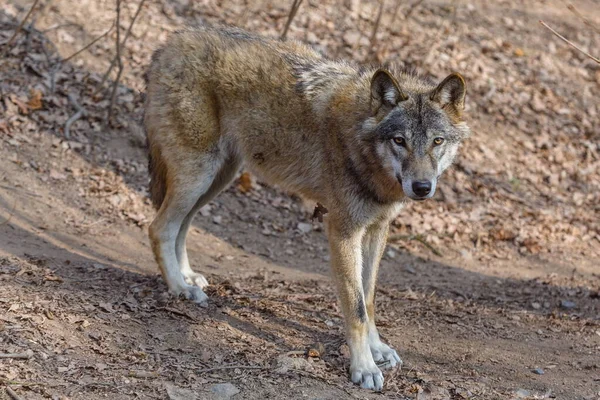 Euraziatische Wolf Het Bos Overdag — Stockfoto