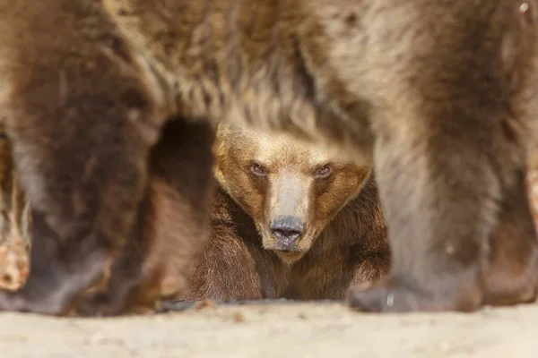Brown Bear Ursus Arctos Caught Camera Woods — Stock Photo, Image