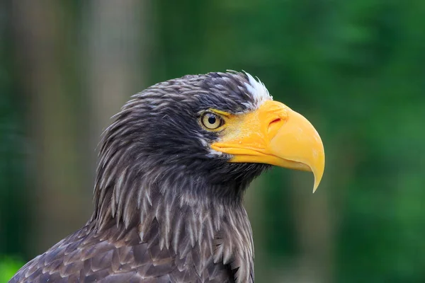 Close Portrait Eastern Eagle — Stock Photo, Image