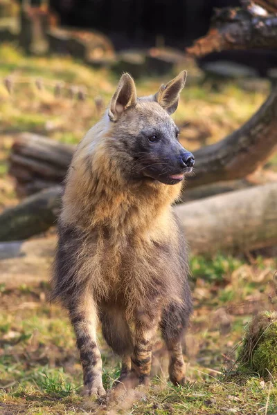 Hnědá Hyena Lese — Stock fotografie