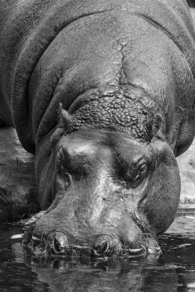 Hippopotamus Amphibius Water Wildlife — стоковое фото