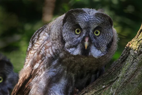 Great Grey Owl Wild Nature — Stock Photo, Image