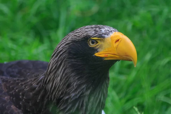 Portrait Eastern Eagle Close — Photo