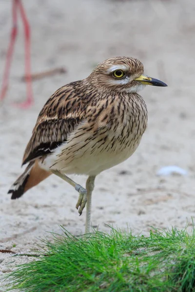 Bird Nature Fauna Wildlife — Stockfoto