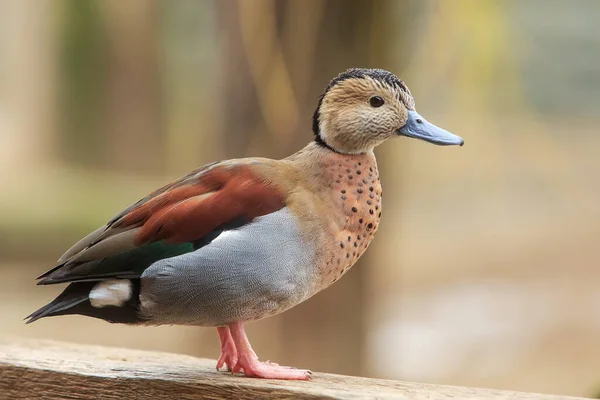 Close Mandarin Duck — Stock Photo, Image