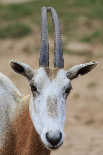 Close Goat — Stock Photo, Image