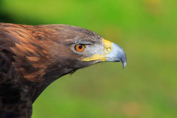 Steinadlerweibchen Porträt — Stockfoto