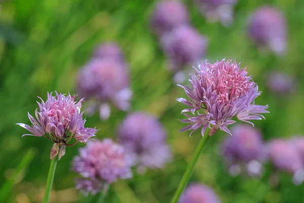 Beautiful Pink Flowers Growing Garden Daytime — Foto de Stock