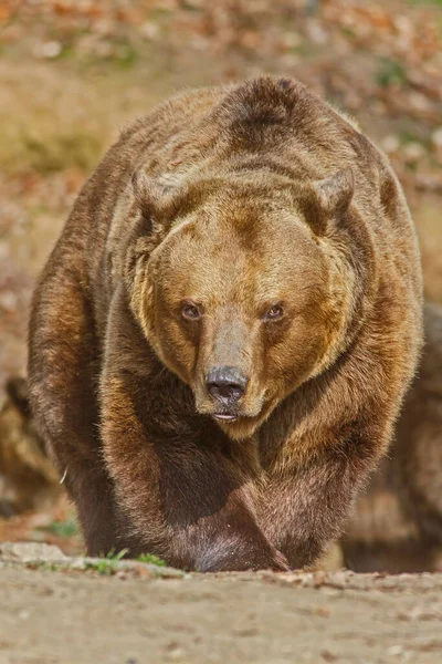 Бурый Медведь Урсус Арктос Заснят Камеру Лесу — стоковое фото