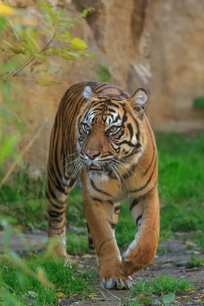 Portrait Adult Tiger Zoo Daytime — Fotografia de Stock
