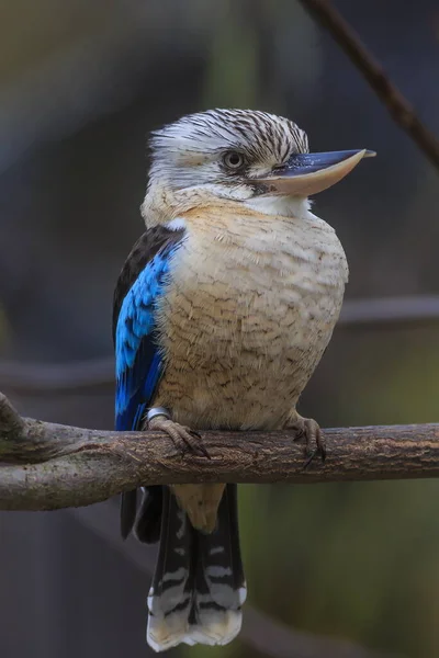 Modrokřídlá Kookaburra Stromě — Stock fotografie
