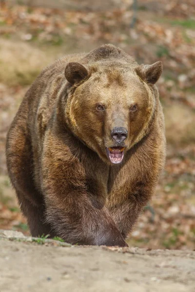 Bruine Beer Ursus Arctos Gefilmd Het Bos — Stockfoto