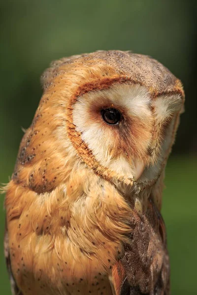 Barn Owl Closeup Portrait — Stock Photo, Image