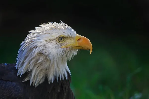 Bald Eagle Portrait Daytime Shot — Zdjęcie stockowe