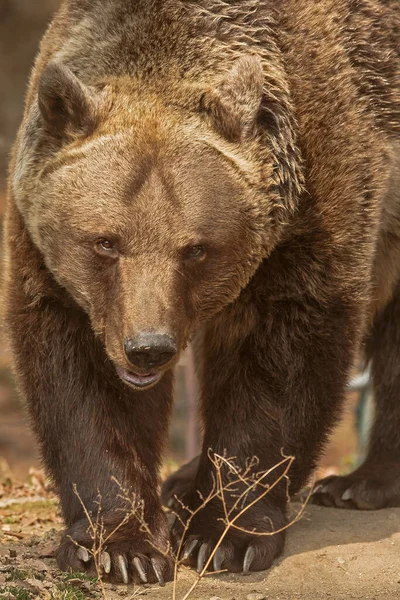 Коричневий Ведмідь Ursus Arctos Спійманий Фотоапараті Лісі — стокове фото