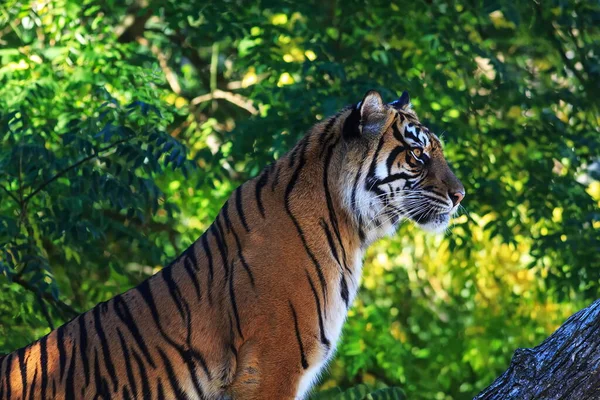 Portrait Adult Tiger Zoo Daytime — Stock Photo, Image