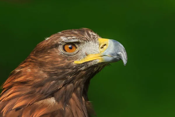 Retrato Águila Dorada Femenina — Foto de Stock