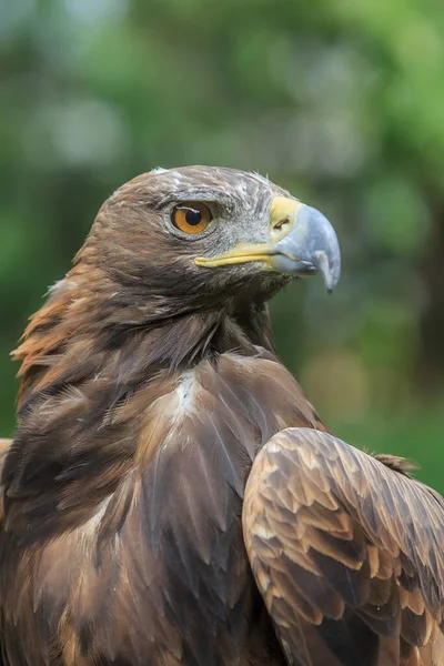 Golden Eagle Closeup Shot Blurred Background — Photo