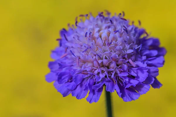 Closeup Purple Flower Blurred Background — Fotografia de Stock