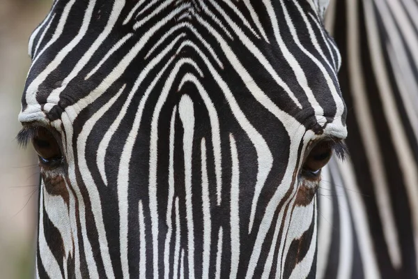 Portrait Beautiful Striped Zebra Zoo Close — Φωτογραφία Αρχείου