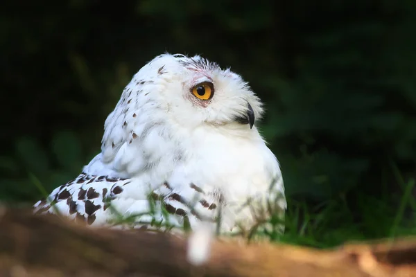 Bird Fauna Owl Close — Stock Photo, Image