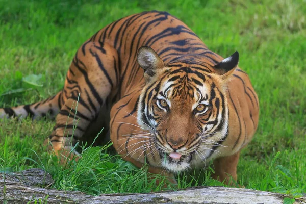 Portret Dorosłego Tygrysa Zoo Dzień — Zdjęcie stockowe