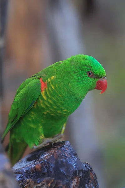 Scaly Breasted Lorikeet Trichoglossus Chlorolepidotus Close — Stock Photo, Image