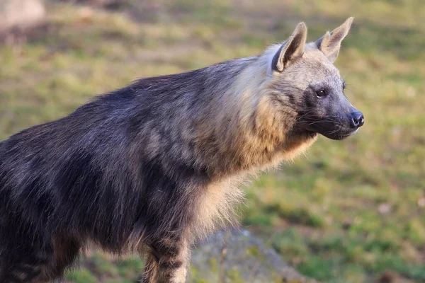 Brown Hyena Hutan — Stok Foto