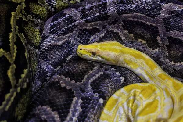 Python Snakes Closeup Shot — Fotografia de Stock